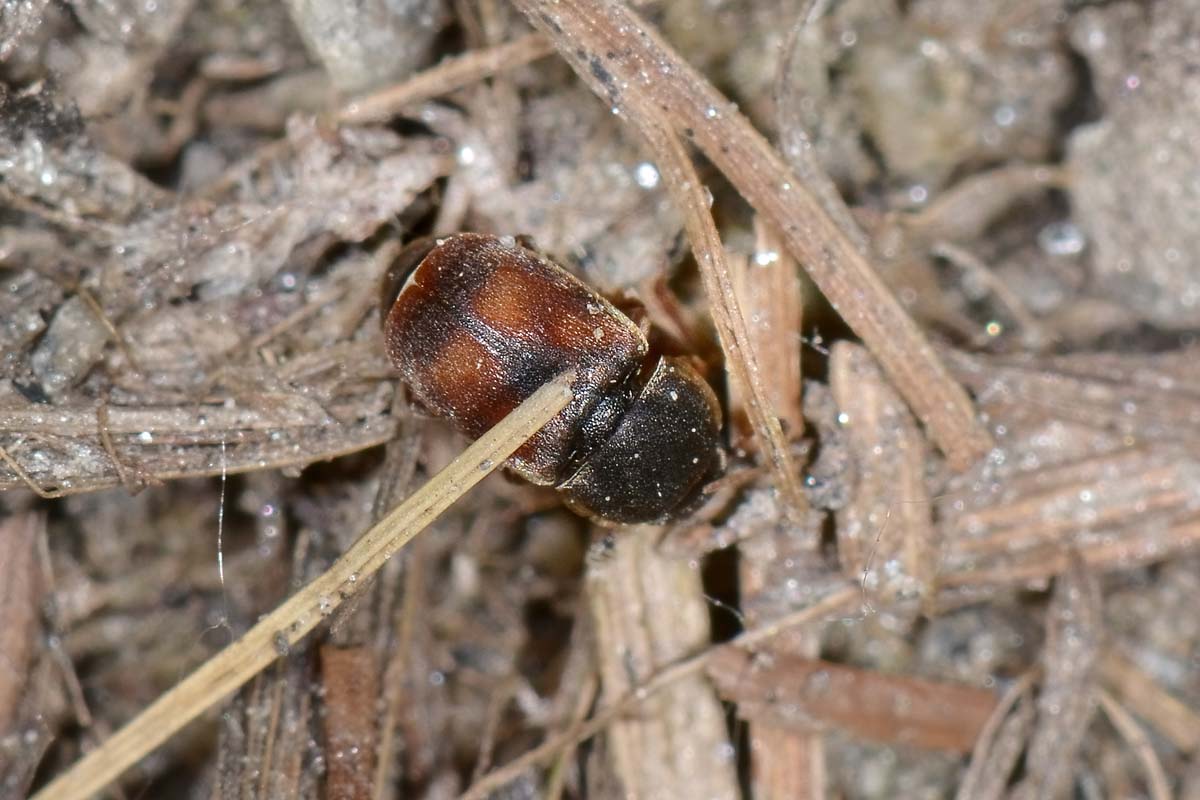 Nitidula carnaria - Nitidulidae